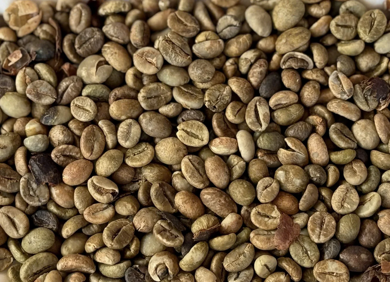 Robusta G1 Clean green coffee beans from Buon Ma Thuot Vietnam