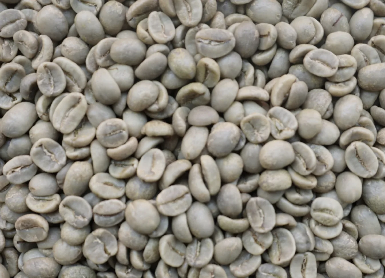 Washed Arabica green coffee 1650m altitude Dak Lak Vietnam