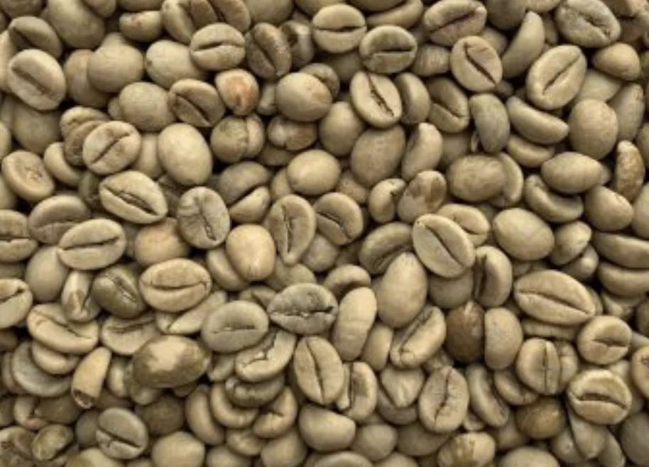 Robusta G1 Wet Polished specialty green coffee beans Vietnam