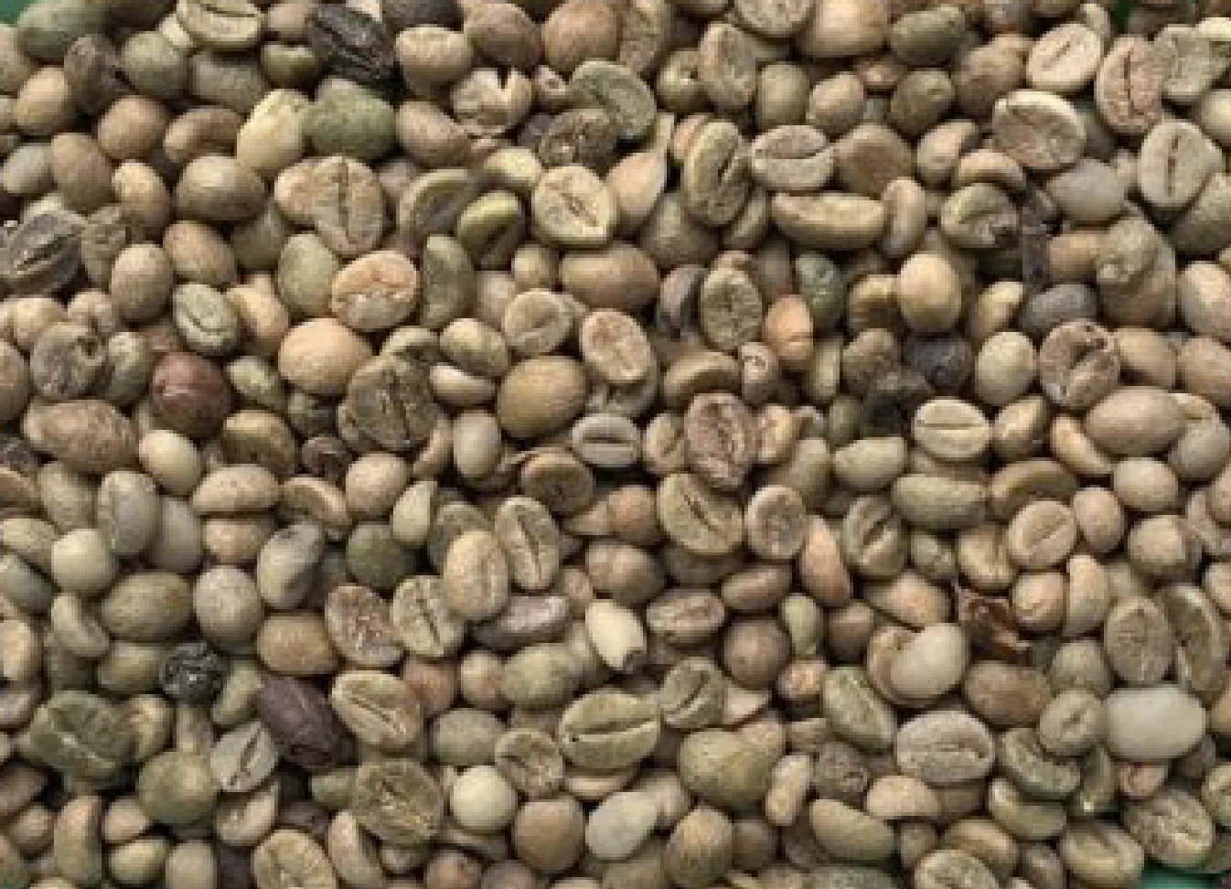 Washed Robusta green coffee beans blend ready Vietnam