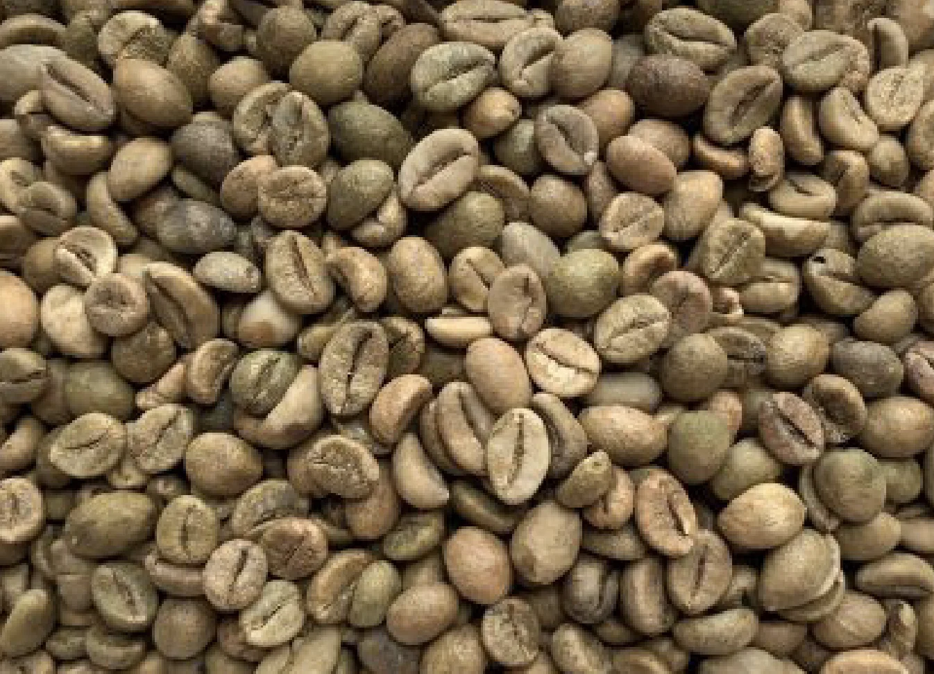 Honey Process Robusta green coffee beans Dak Lak